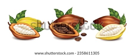 Dry and unripe cocoa pods with beans and green leaves realistic compositions set isolated vector illustration Royalty-Free Stock Photo #2358611305