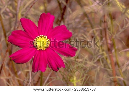 Delicate pink garden cosmos blossom showcases beauty in nature.