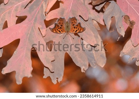A orange butterfly during the fall.