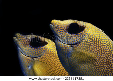 Corral eel fish yellow and blue