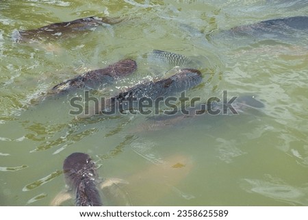 Pictures of fish in the river at Wat Phai Rong Wua which is a prohibited fishing area Make it big and plentiful because tourists like to bring food to them, which is considered a kind of merit.
