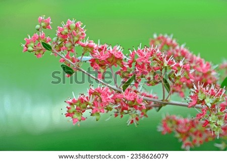 Beautiful blossom red Henna (Lawsonia inermis) flowers with blurred natural background.