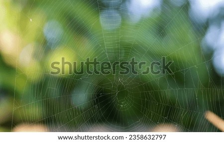 Close-up view of an orb-weaver spider web.