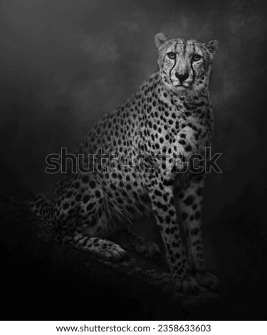 Fine Art picture of Cheetah, in black and white with grainy