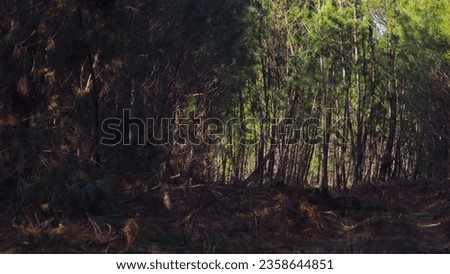 Forest of Landes of Gascogne, with their pines and their heather flowers