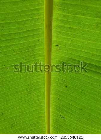 The banana tree is a large herbaceous plant with a thick pseudostem made up of packed leaf bases. It produces large, elongated leaves and clusters  of banana fruits, typically green when unripe