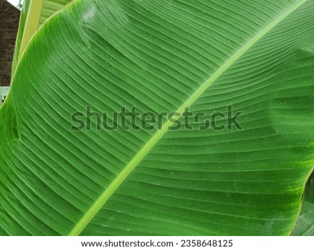 The banana tree is a large herbaceous plant with a thick pseudostem made up of packed leaf bases. It produces large, elongated leaves and clusters  of banana fruits, typically green when unripe