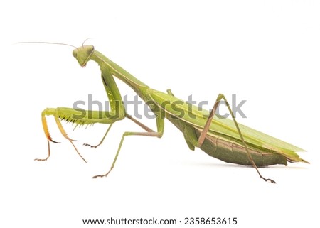 Mantis green isolated on white background.