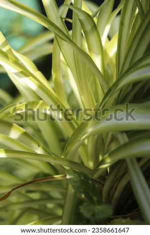 fresh green leaves that are usually made for vegetables or garnishes