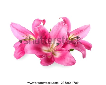 Beautiful pink lily flowers isolated on white Royalty-Free Stock Photo #2358664789