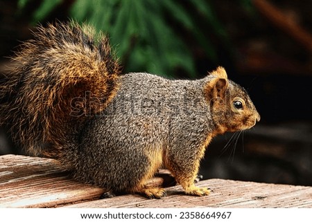Woodland Whimsy: Fox Squirrel, Sciurus niger, in Natural Habitat
