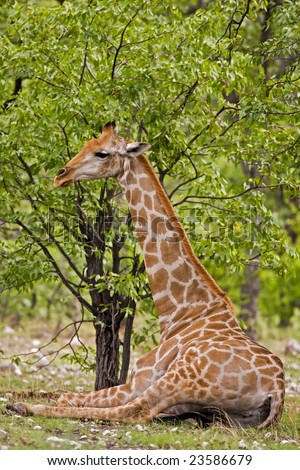 Giraffe; Giraffa Camelopardis