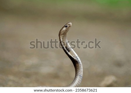 Spectacal cobra snake close up picture