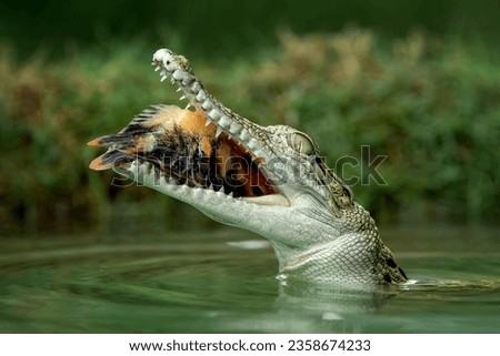 The Saltwater Crocodile (Crocodylus porosus) is catching a fish as its prey. The species is from South East Asia and is one of the largest living crocodile in the world.  Royalty-Free Stock Photo #2358674233