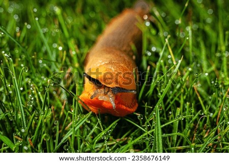 Garden slug, garden pest on grass with morning dewdrops Royalty-Free Stock Photo #2358676149