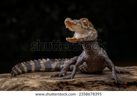 Smooth-fronted Caiman (Paleosuchus trigonatus), also known as Schneider's Dwarf Caiman, is a small crocodilian from South America.  Royalty-Free Stock Photo #2358678395