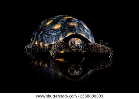 Cherry head red-footed tortoises isolated on black, Chelonoidis carbonarius