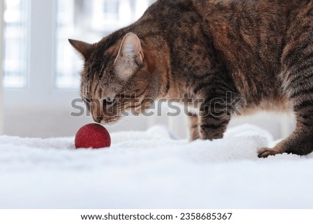 The cat sniffs red Christmas tree ball, close-up. The cat's face is studying Christmas toys, a holiday. Happy New Year