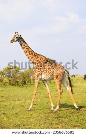 Beautiful giraffes in Africa Lands