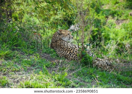 A Beautiful Leopard In the Africa