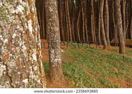 a collection of pine trees on red soil.