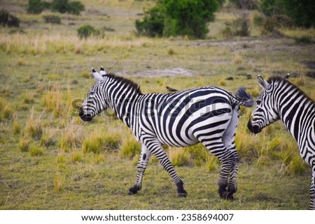 A Beautiful Zebras In Africa 