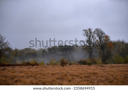 Lonely tree in the middle of a broad clearing on a foggy day. A picturesque and wild place in the autumn season