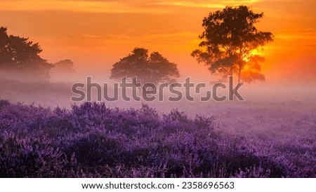 Blooming Heather fields, purple pink heather in bloom, blooming heater on the Veluwe Zuiderheide park, Netherlands. Holland Royalty-Free Stock Photo #2358696563