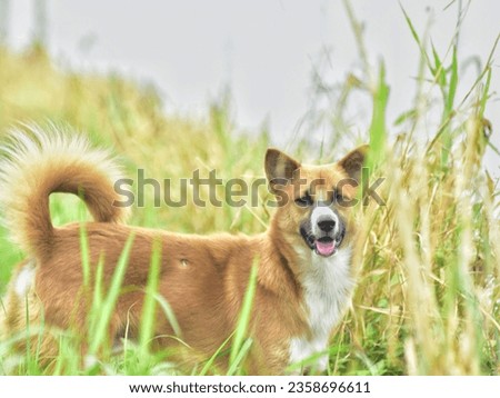 Happy dog in the grass meadow.

