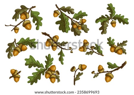 Set of autumn oak branches with acorns and foliage. Cartoon vector graphics. Royalty-Free Stock Photo #2358699693