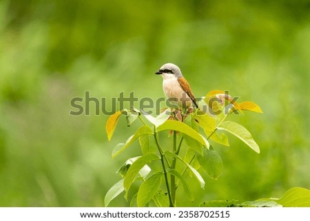 Close-up of a male of the red-backed shrike (Lanius collurio) - carnivorous passerine bird with black eye band Royalty-Free Stock Photo #2358702515