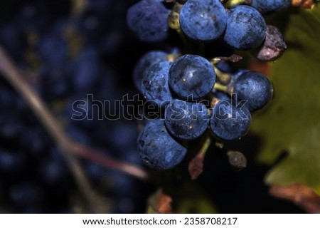 blue grape for wine production. viticulture juice grape. closeup agriculture grape.