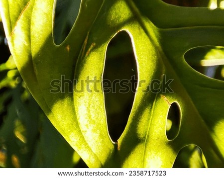 Close-up Amazing Monstera adansonii leaf. Known as Janda bolong. Beautiful plant with hole on the leaves