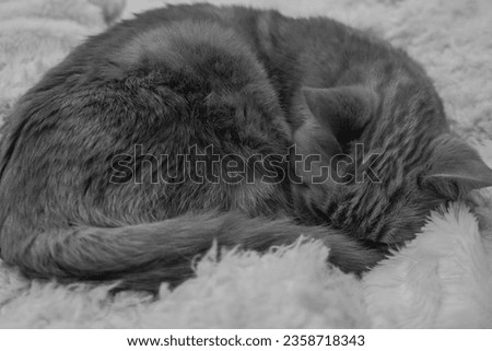 European common cat sleeping on a white fur blanket