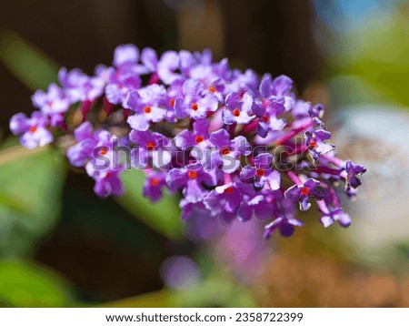 Lush long but small inflorescence of microscopic Buddleja flowers. A Chinese plant in Europe with delicate tones and bright flowers. Royalty-Free Stock Photo #2358722399