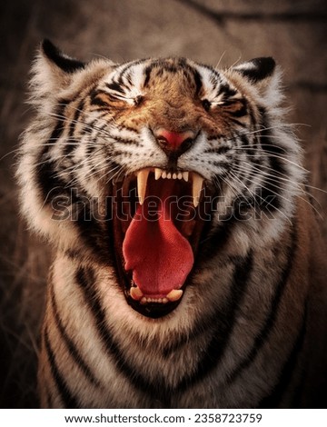 A closeup photography of tiger with closed eyes, tongue out and showing sharp teeth's .