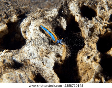 A Thuridilla Lineolata nudibranch crawling on rocks Dauin Philippines