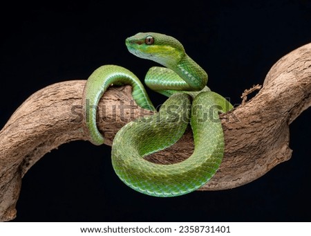 Trimisurus albolabris, green snake closeup on branch, animal closeup

 Royalty-Free Stock Photo #2358731401