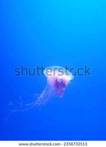 jellyfish in an aquarium, Water tank, ocean jellyfish, dangerous little jellyfish 