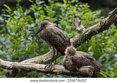 Abstract photo of a bird sitting on a branch and observing the surroundings. Bird safe on branch. Bird, wing, feather, beak, nature, park