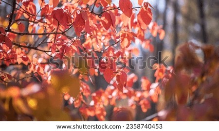 Beautiful autumn landscape with trees and sun. Colorful foliage in the park. Natural background with back light from the setting sun.