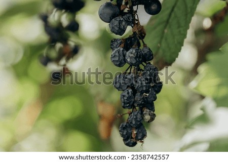 Lost harvest of blue grapes. Wrinkled withered grapes close up. A bunch of tall frozen grapes.Bunch of ripe grapes with dried berries hanging from the vine.  Royalty-Free Stock Photo #2358742557