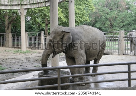 This elephant is drinking water from a water pond while chained
