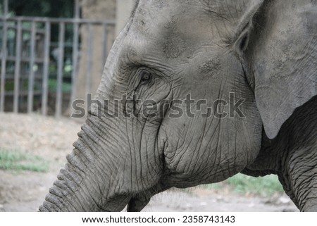 A close-up view of the elephant's face