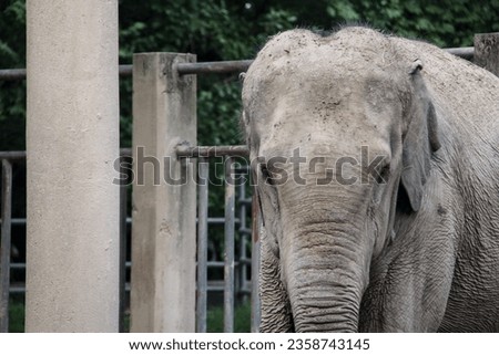 Front view of the elephant's face