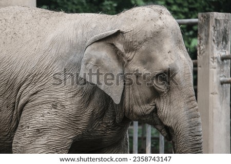 Side view of the elephant's face
