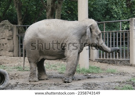 Elephant chained in the zoo