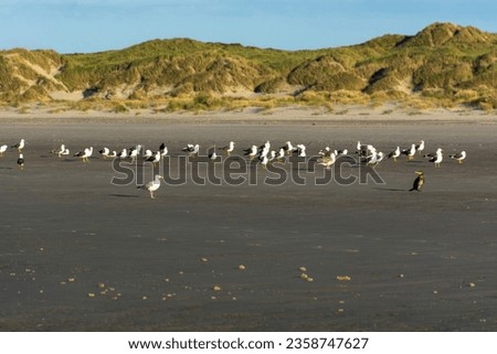Many seagulls and birds sunbathing