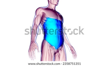 Human Muscular System Torso Muscles External Oblique Anatomy. 3D