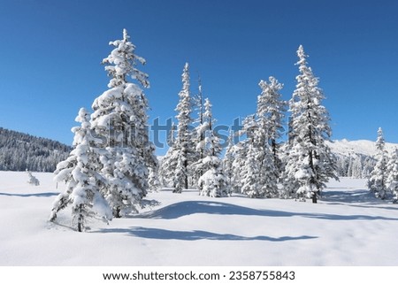 A view of frozen trees in snow covered field Royalty-Free Stock Photo #2358755843